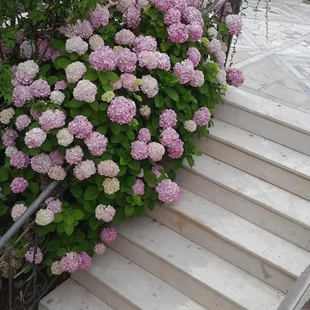 Hills Vlorë